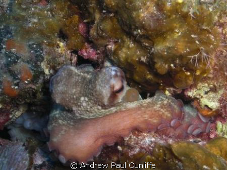 This cut little octopus was just deciding to come out of ... by Andrew Paul Cunliffe 
