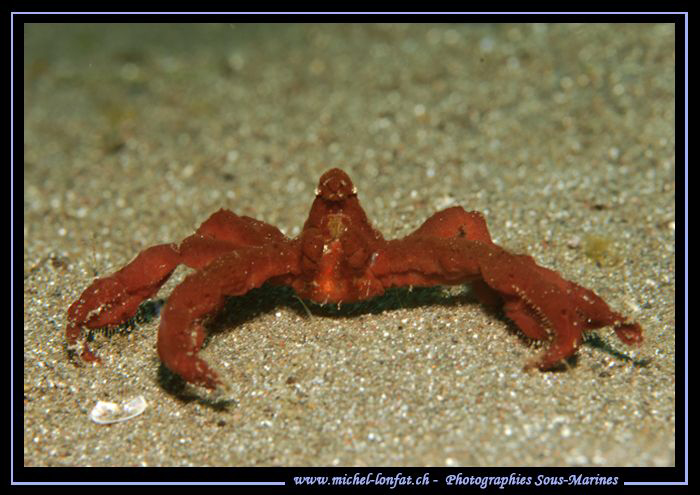A well combed Orang-Utan crab on the sand of Lembeh Strai... by Michel Lonfat 
