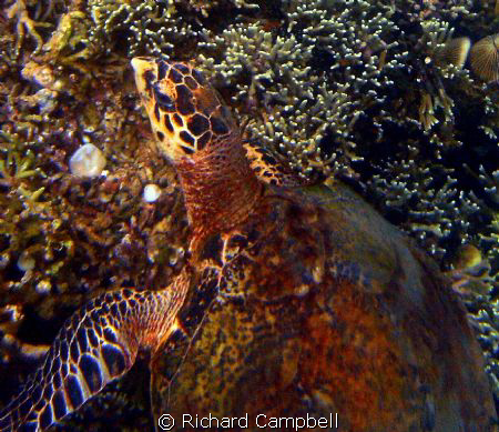 Turtle the (reef master)---sealife-dc-1000..hes been arou... by Richard Campbell 