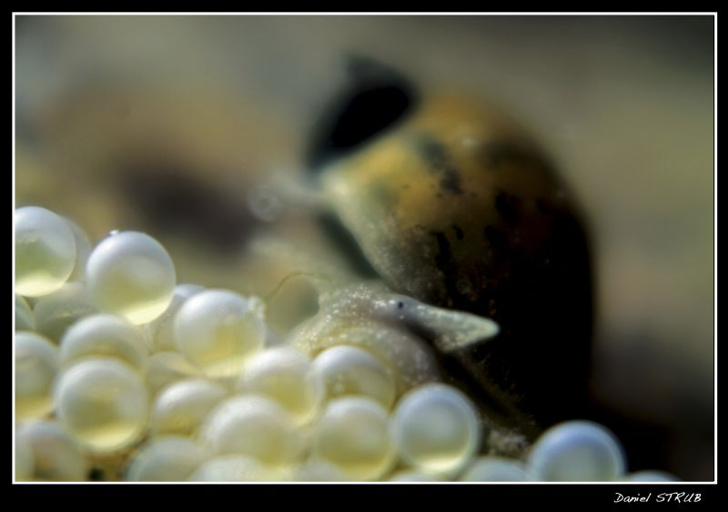 A small snail gliding over the eggs of an European bullhe... by Daniel Strub 