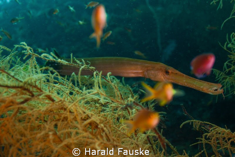 this trumpetfish sneaked up on me.
canon 50d, sigma 17-70 by Harald Fauske 