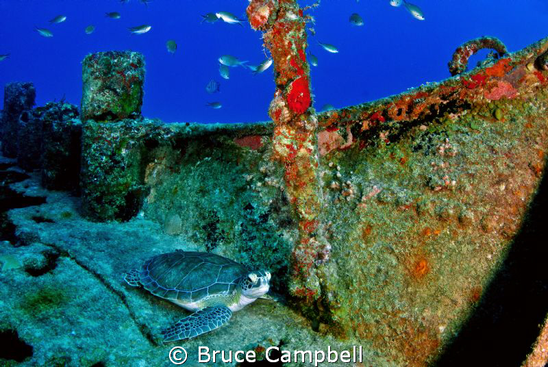 Turtle on the deck of the M.V. Commerce by Bruce Campbell 