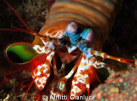 mantis shrimps by Afflitti Gianluca 