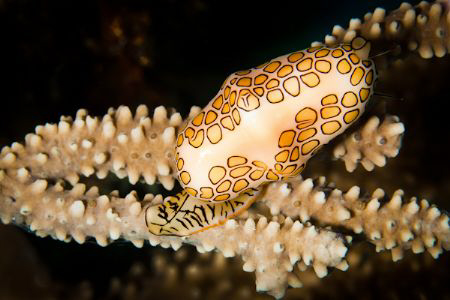 The Flamingo tongue is always an easy subject but they ra... by Andrew Dalgleish 