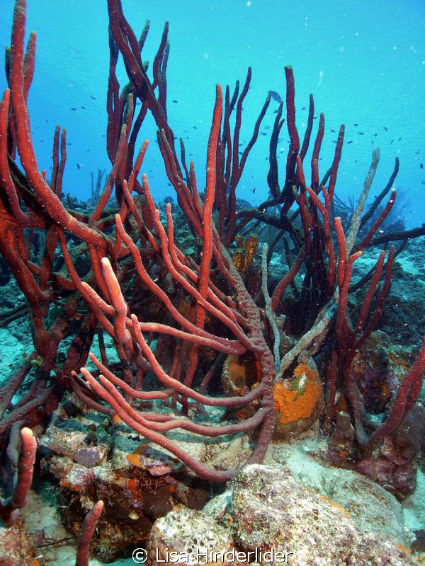 The rope sponges are incredible in some areas, growing qu... by Lisa Hinderlider 