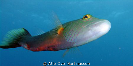 This bandcheek wrasse followed me for a long time and che... by Atle Ove Martinussen 