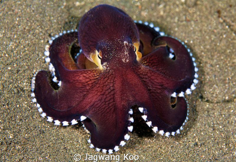 Coconut Octopus by Jagwang Koo 