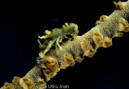 It looks like a whip coral partner shrimp. Phota was take... by Utku Inan 