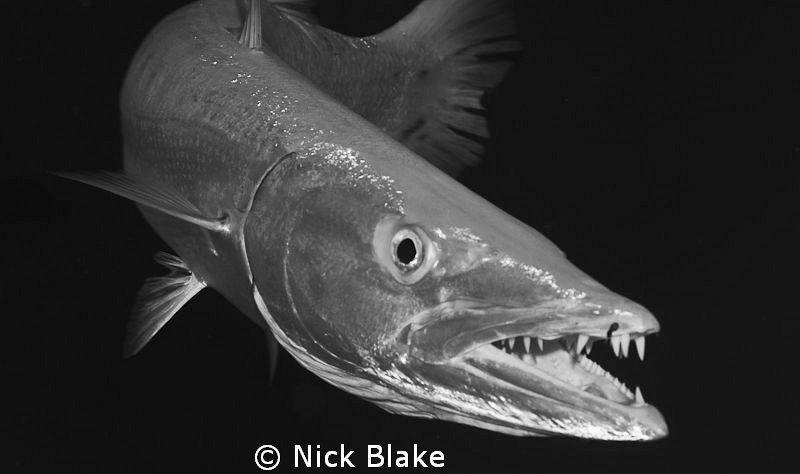 Barracuda, Red Sea.
Nikon D300 and 60mm Macro Lens, blac... by Nick Blake 