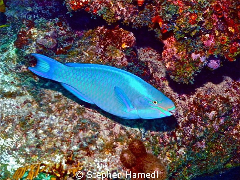 Princess Parrotfish by Stephen Hamedl 