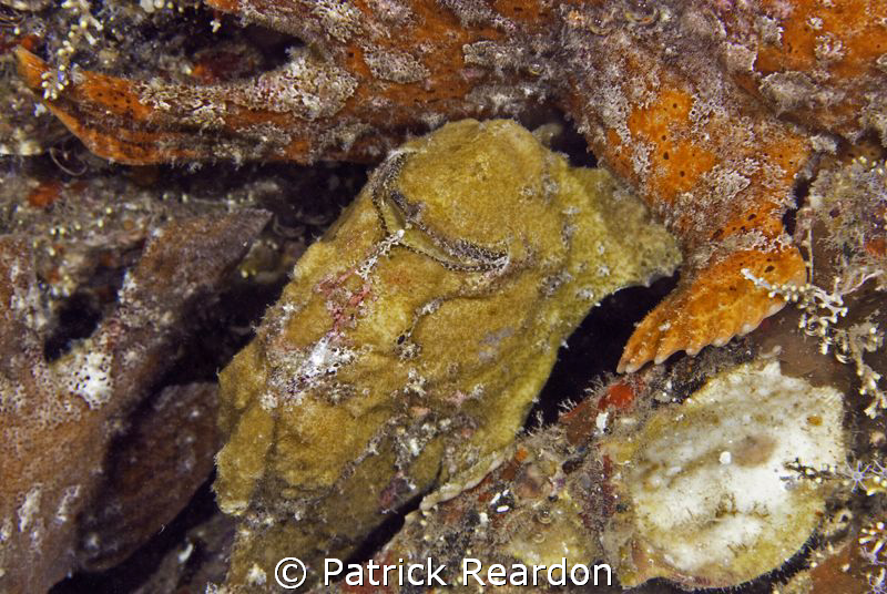 Froggie Nest.  This is a group of four frog fish inside t... by Patrick Reardon 