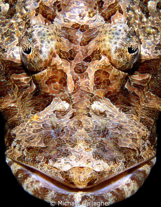 Crocodilefish portrait, Komodo, Indonesia by Michael Gallagher 