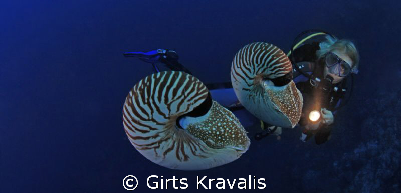 Chambered Nautilus by Girts Kravalis 