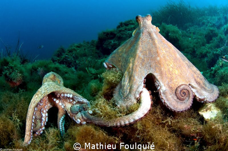 common octopuses mating by Mathieu Foulquié 