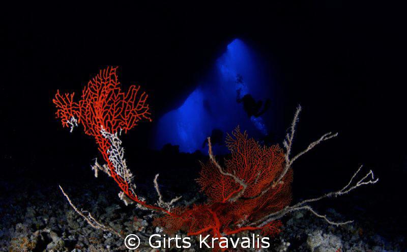 Sea fan on bottom of Blue Hole by Girts Kravalis 