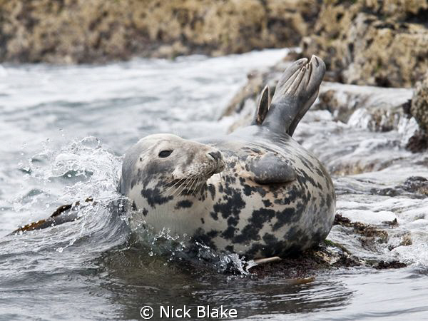 A wave gently breaks around a Grey Seal.
Shot taken at S... by Nick Blake 