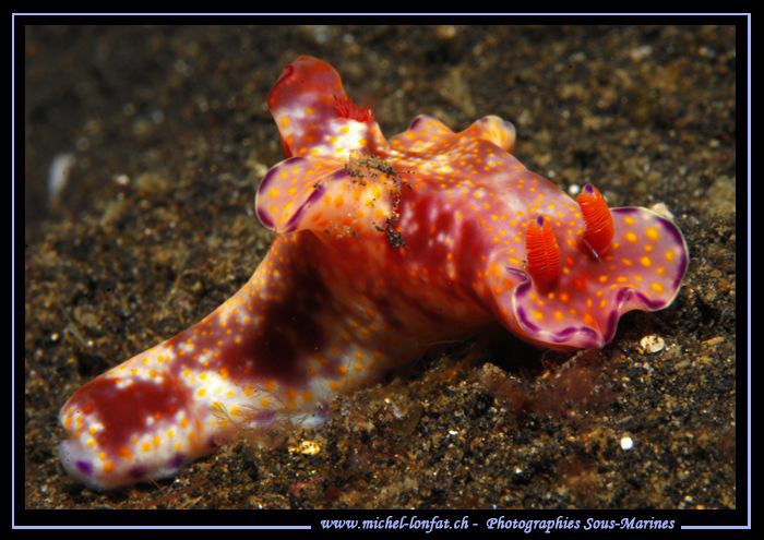 Nudibranchia on the sand of Lembeh Strait... :O)... by Michel Lonfat 