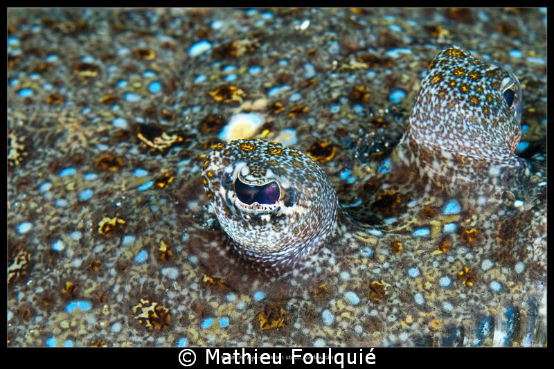 eye of the flounder by Mathieu Foulquié 