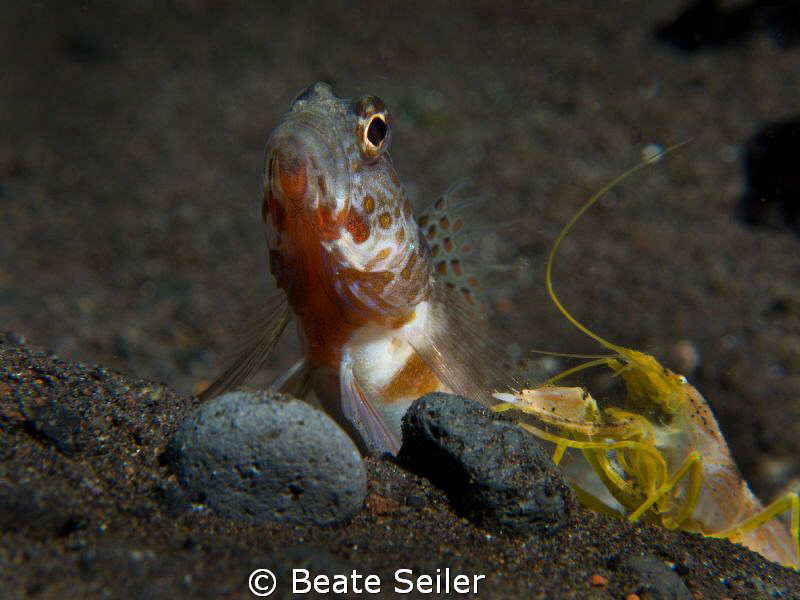The gobi and the Blind shrimp , taken with Canon G10 and ... by Beate Seiler 