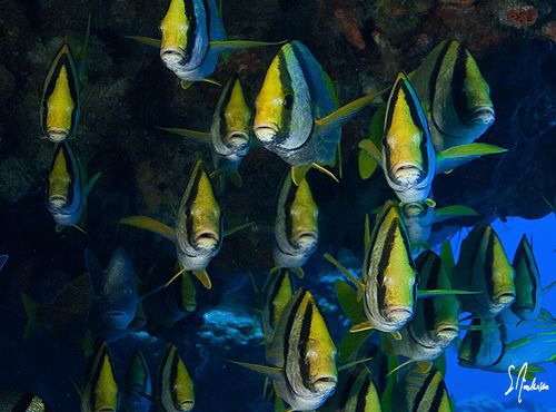 The Porkfish of Paso Cedral off the beautiful island Cozu... by Steven Anderson 
