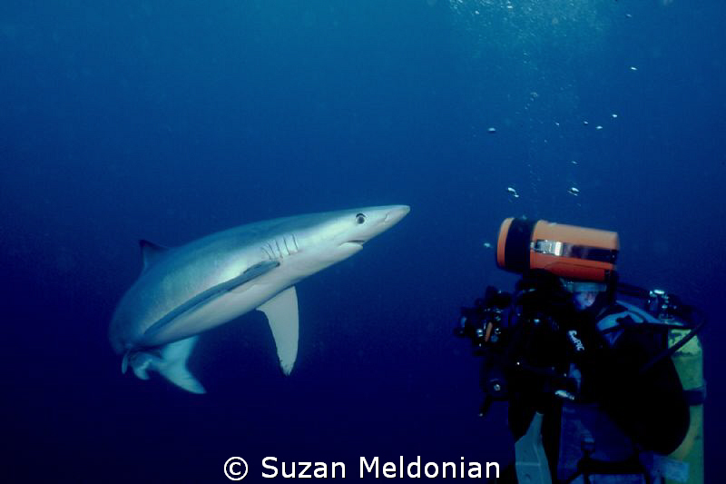 'What chu lookin' at bub?'
Blue Shark whips back towards... by Suzan Meldonian 