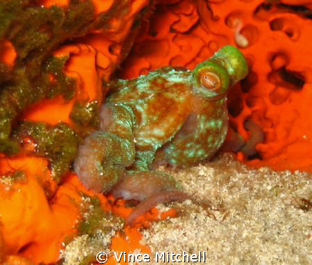 Night dive in Cozumel.  Canon A640, Canon Housing & Olymp... by Vince Mitchell 