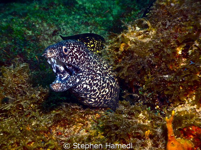 Spotted eel by Stephen Hamedl 