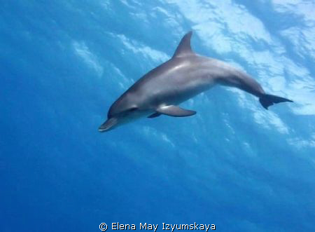 It was a family of three dolphins, they were in a good mo... by Elena May Izyumskaya 