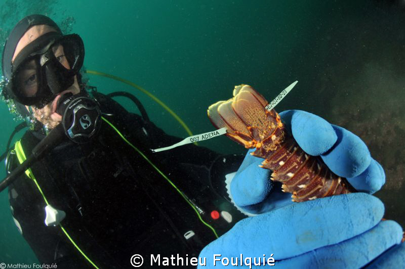 marine biologist floy-tagging a young lobster by Mathieu Foulquié 
