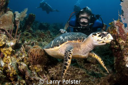 Lenny and a Hawksbill, D300, 10-17 lens by Larry Polster 