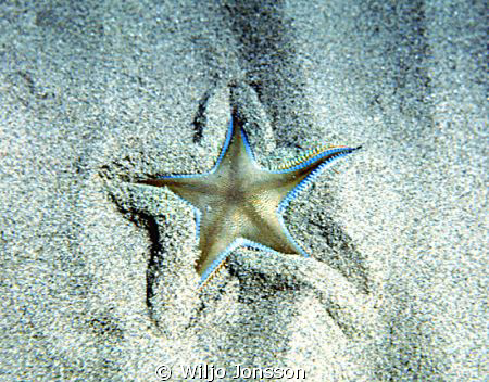 Starfish by Wiljo Jonsson 