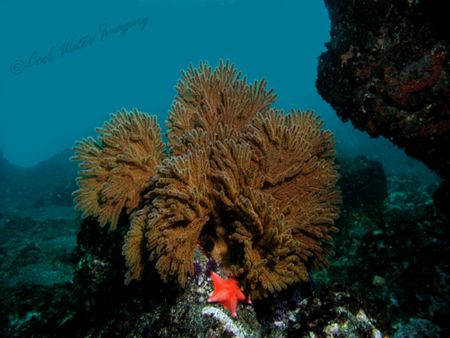 Reef Scene - Golden Gorgonian and Orange Bat Star. Taken ... by Frank M Virga 