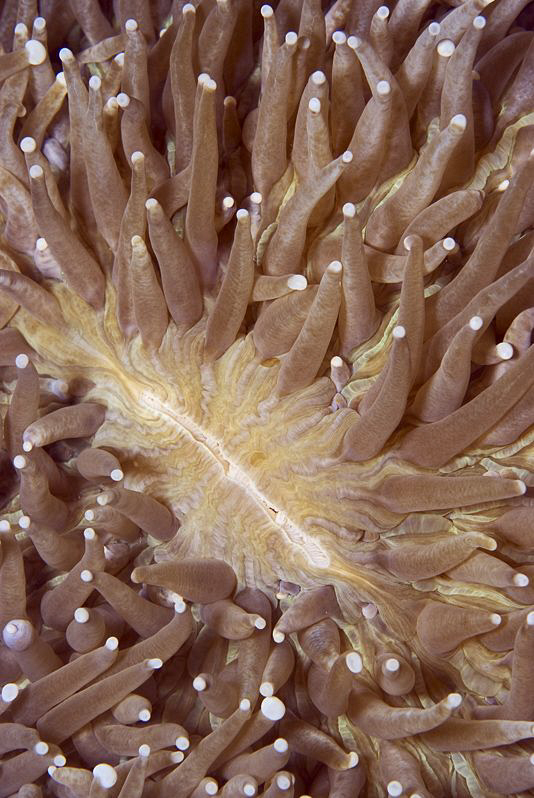 THE GAP

 Lagoon Mushroom Coral
Fungia fralinae 
Lagu... by Jörg Menge 