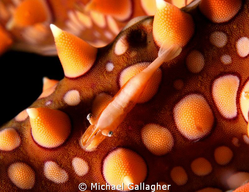 Tiny seastar shrimp tucked away on a seastar. Shot taken ... by Michael Gallagher 