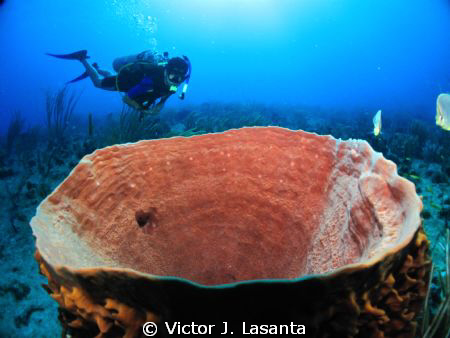 Giant Barrel Sponge & Diver at Window Dive site in Guanic... by Victor J. Lasanta 