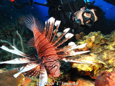 Lionfish & Diver at Falling Rock Dive site in Guanica P.R... by Victor J. Lasanta 