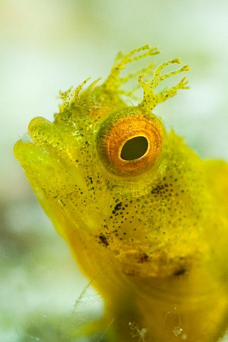 Golden phase Rough Head Blenny.  60mm lens with +5 diopte... by Paul Colley 
