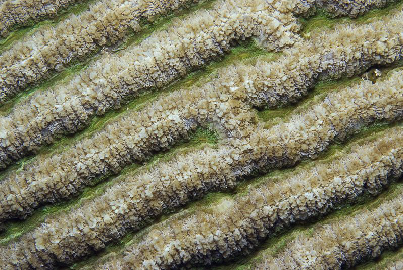 TRENCH

Lobed Brain Coral (Open Brain Coral)
Lobophyll... by Jörg Menge 