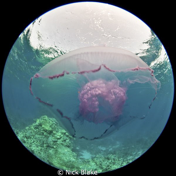 Jellyfish, Red Sea
Taken with a Nikon D300 and circular ... by Nick Blake 