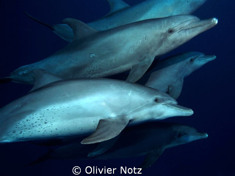 Dolphins swimming around us. They seamed to be very curious. by Olivier Notz 