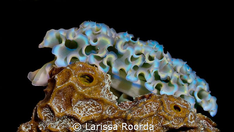 Lettuce Leaf Sea Slug (Elysia crispate), Bonaire by Larissa Roorda 