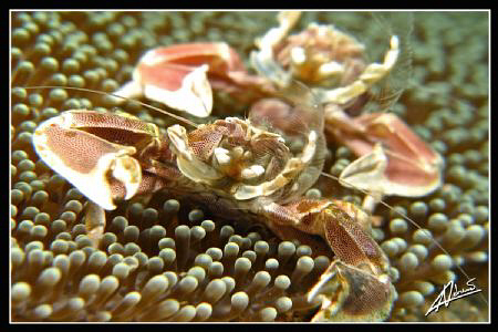 NO CROP! Porcelain Anemone Crabs "Bokkeh" 
Canon G10, Ca... by Adriano Trapani 