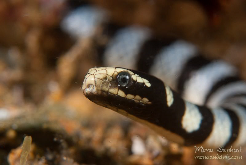 free swimming sea snake
zzzzzz by Mona Dienhart 