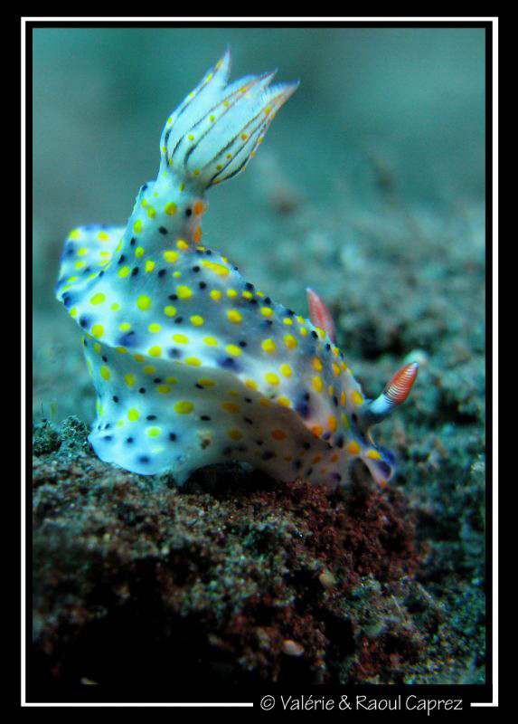 This Hypselodoris kanga was too quick for me ... it was a... by Raoul Caprez 