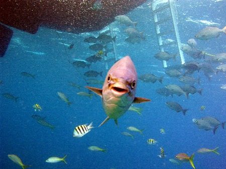 Nemo has been found! Lighthouse Reef, Belize. Olympus 506... by John Keefe 