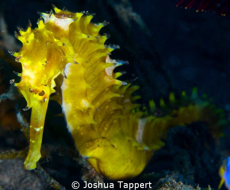 Yellow Seahorse by Joshua Tappert 