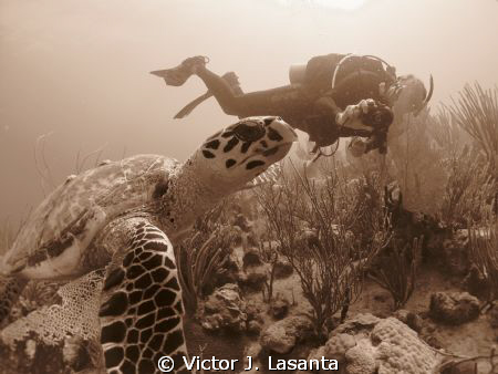 Hawksbill at La Cruz Dive site in Tourmarine Reef at Maya... by Victor J. Lasanta 