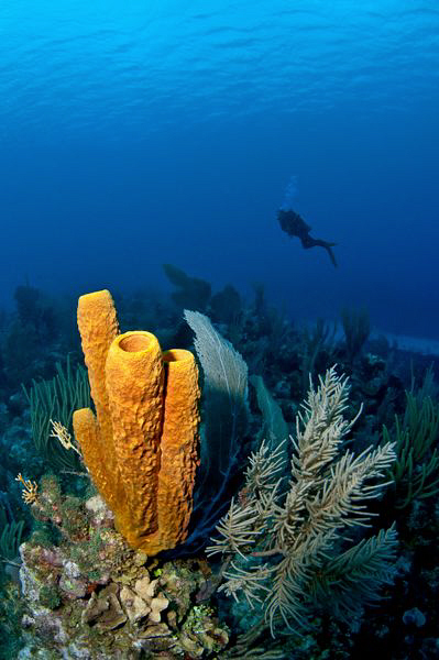 Sponges & diver by Paul Colley 