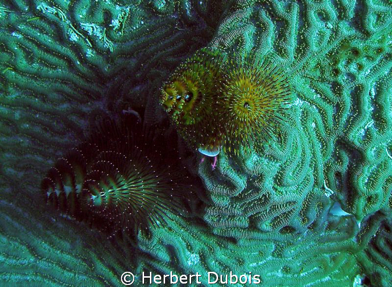 Christmas Tree Worms - Image Cropped by Herbert Dubois 