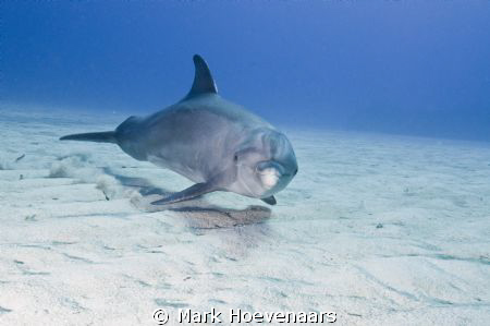 Friendly Bottlenose Dolphin. by Mark Hoevenaars 